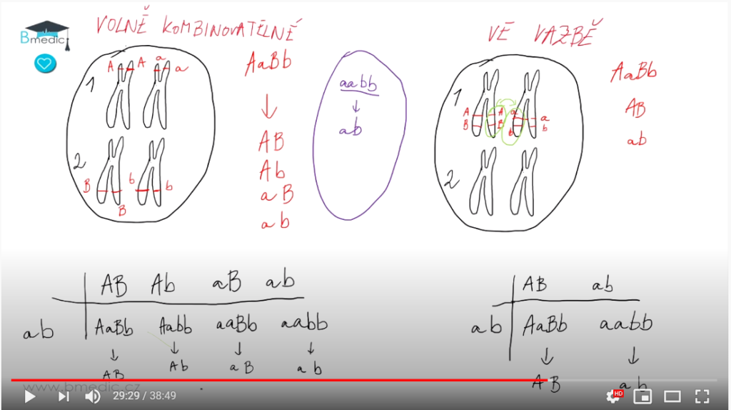 test na 3.lf, test na 3.lékařskou fakultu praha, vysvětlené řešení testu, test na medicínu